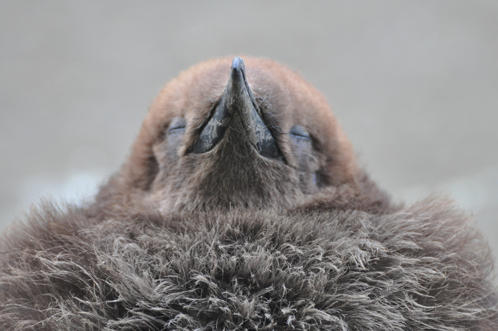 junger Königspinguin