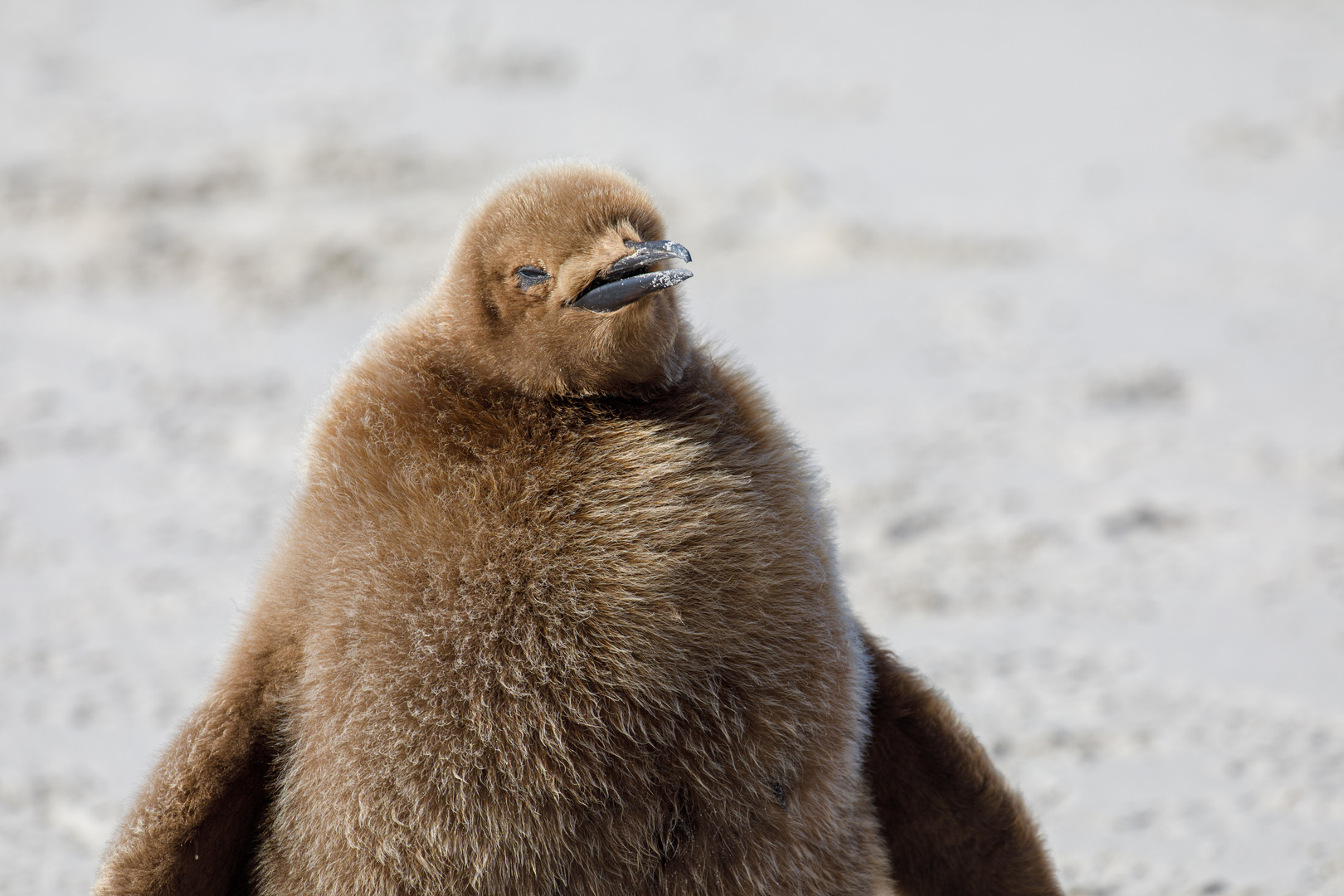 Junger Königspinguin