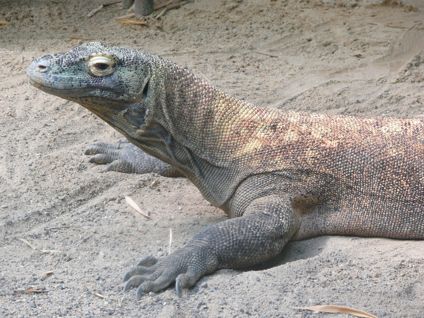 Junger Komodowaran