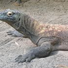 Junger Komodowaran