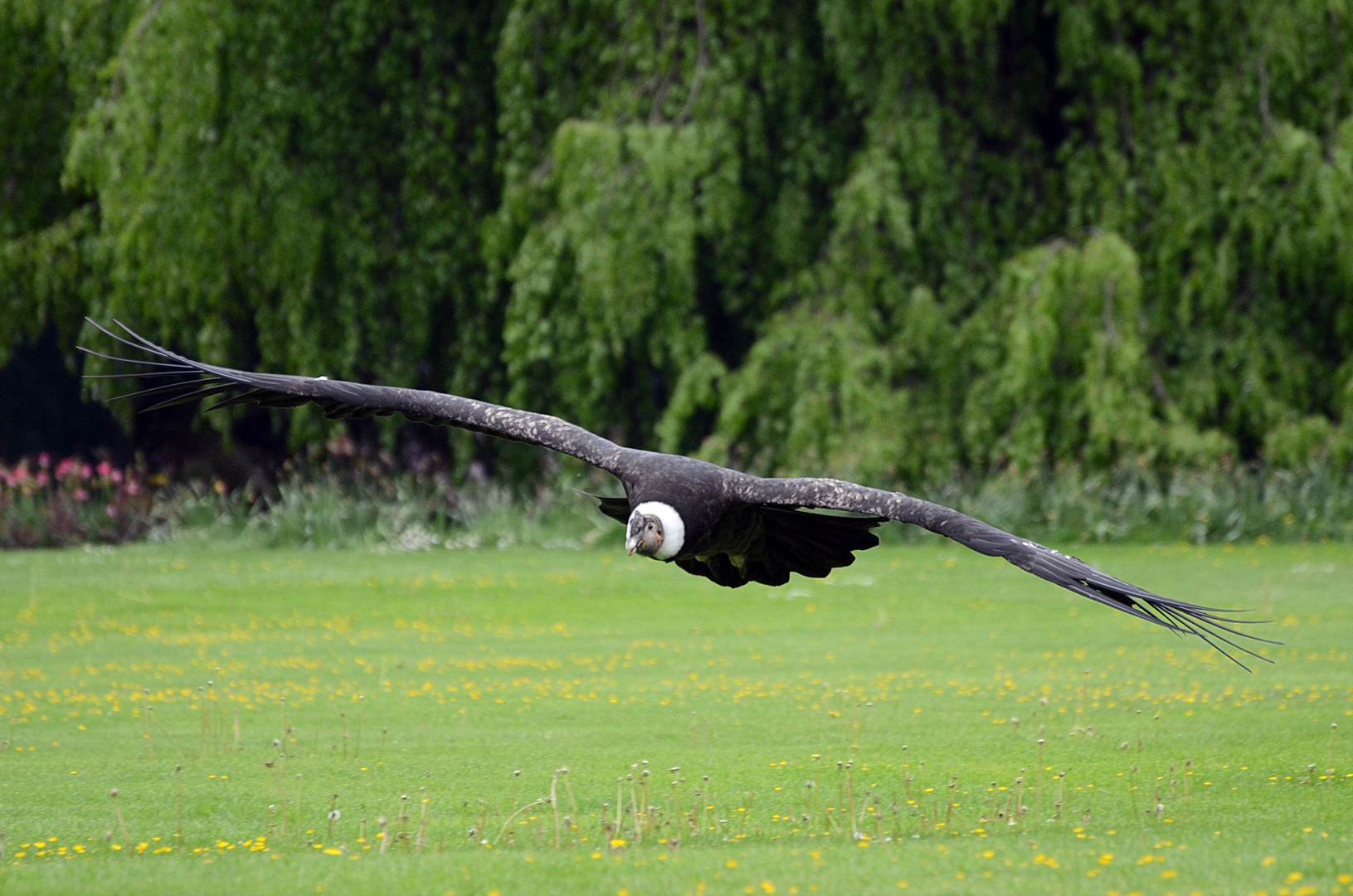 junger Kondor im Flug