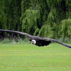 junger Kondor im Flug