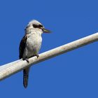 Junger Kookaburra ...