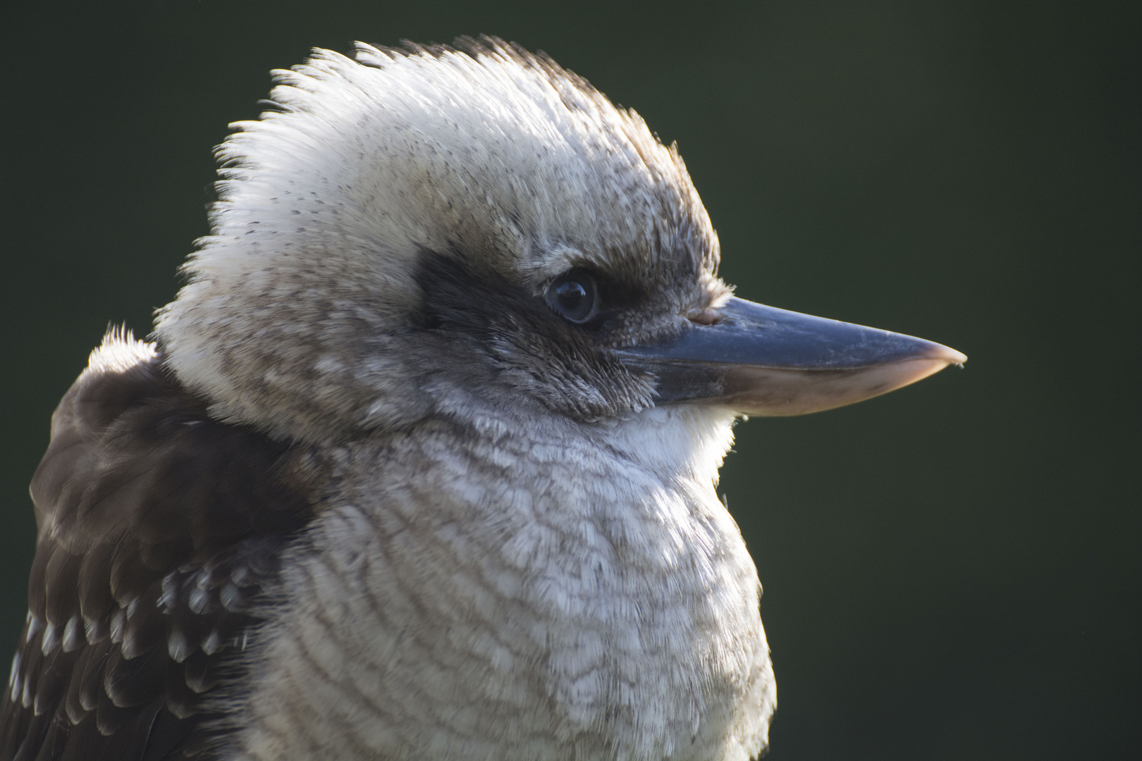 Junger Kookaburra 