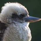 Junger Kookaburra 