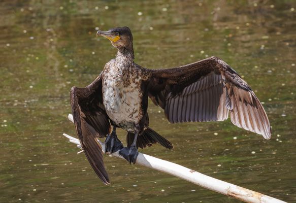 Junger Kormoran (2) (Phalacrocorax carbo)