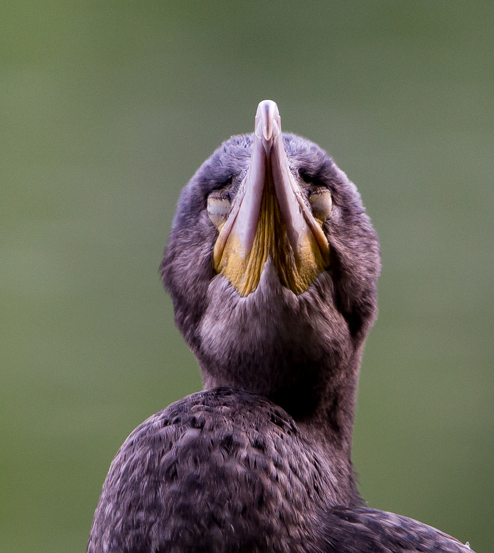 Junger Kormoran