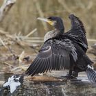 junger Kormoran