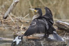 junger Kormoran