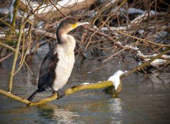 junger kormoran