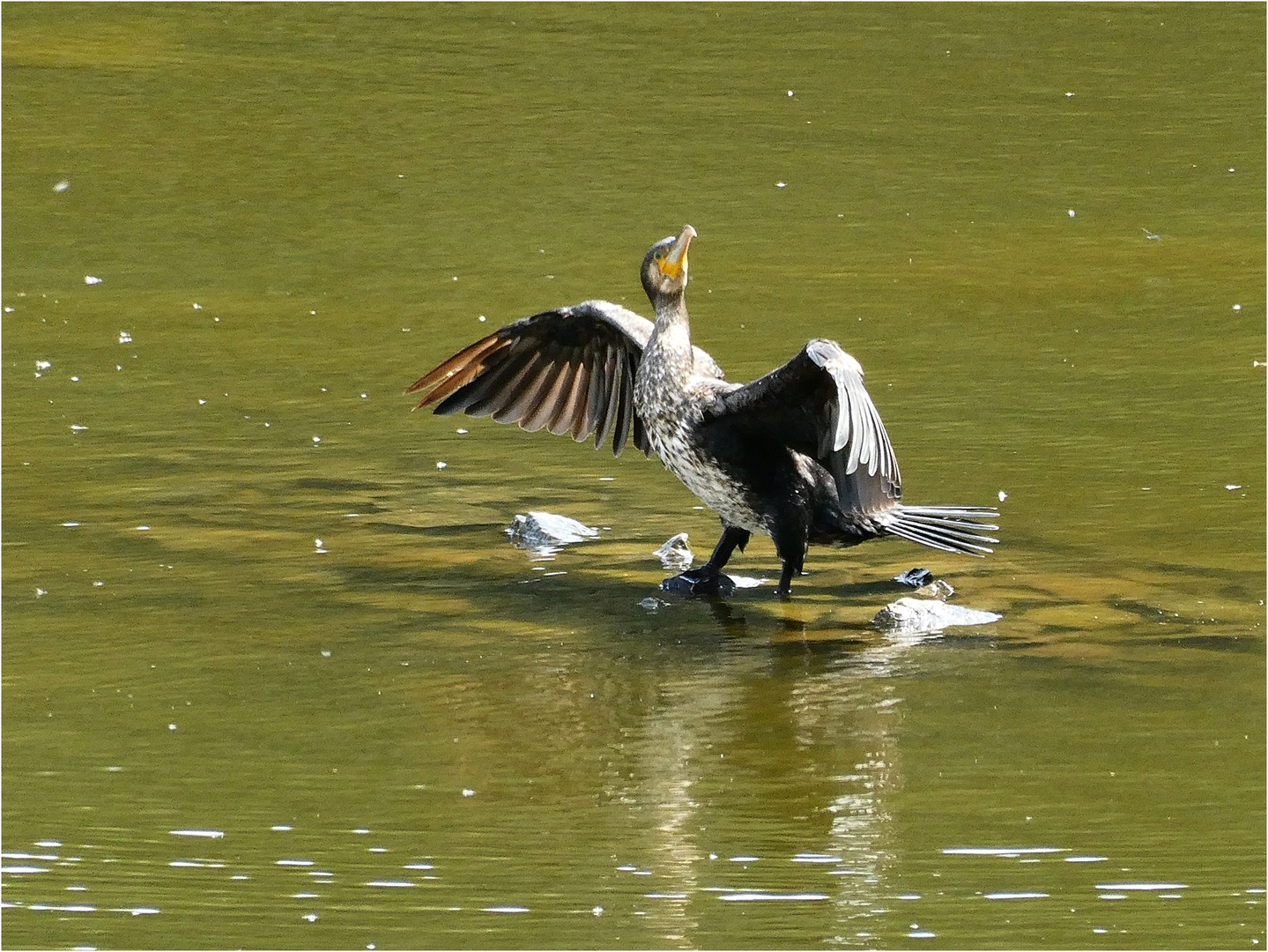 Junger Kormoran