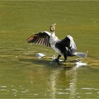 Junger Kormoran