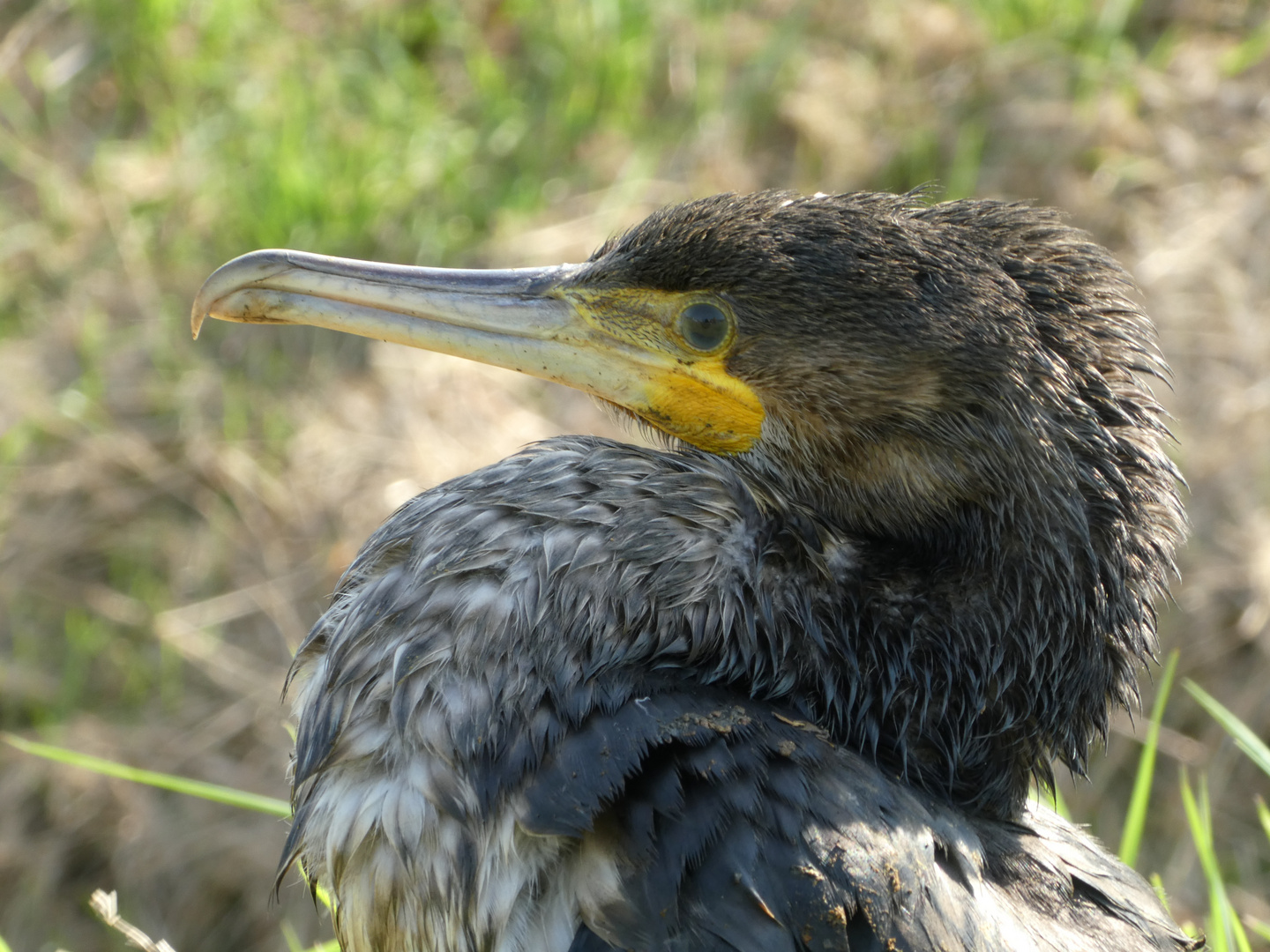 junger Kormoran