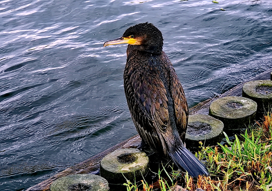 Junger Kormoran...