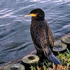 Junger Kormoran...