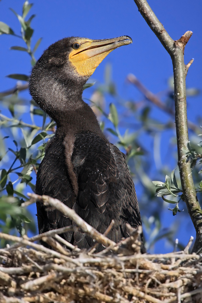 Junger Kormoran