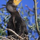 Junger Kormoran