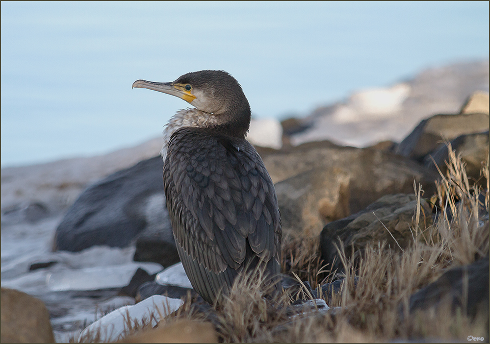 junger Kormoran