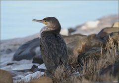 junger Kormoran