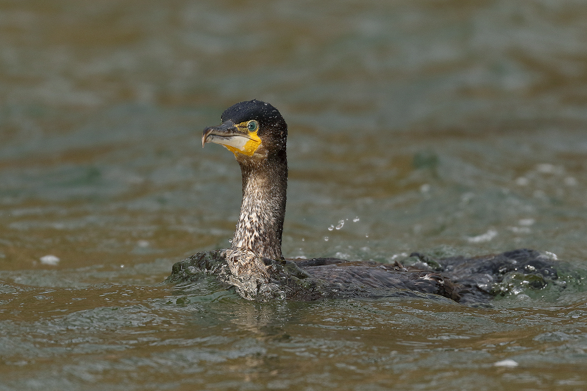 Junger Kormoran