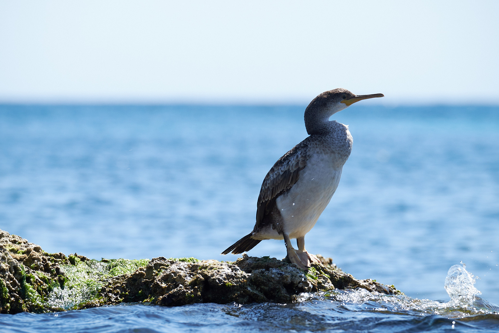 Junger Kormoran 