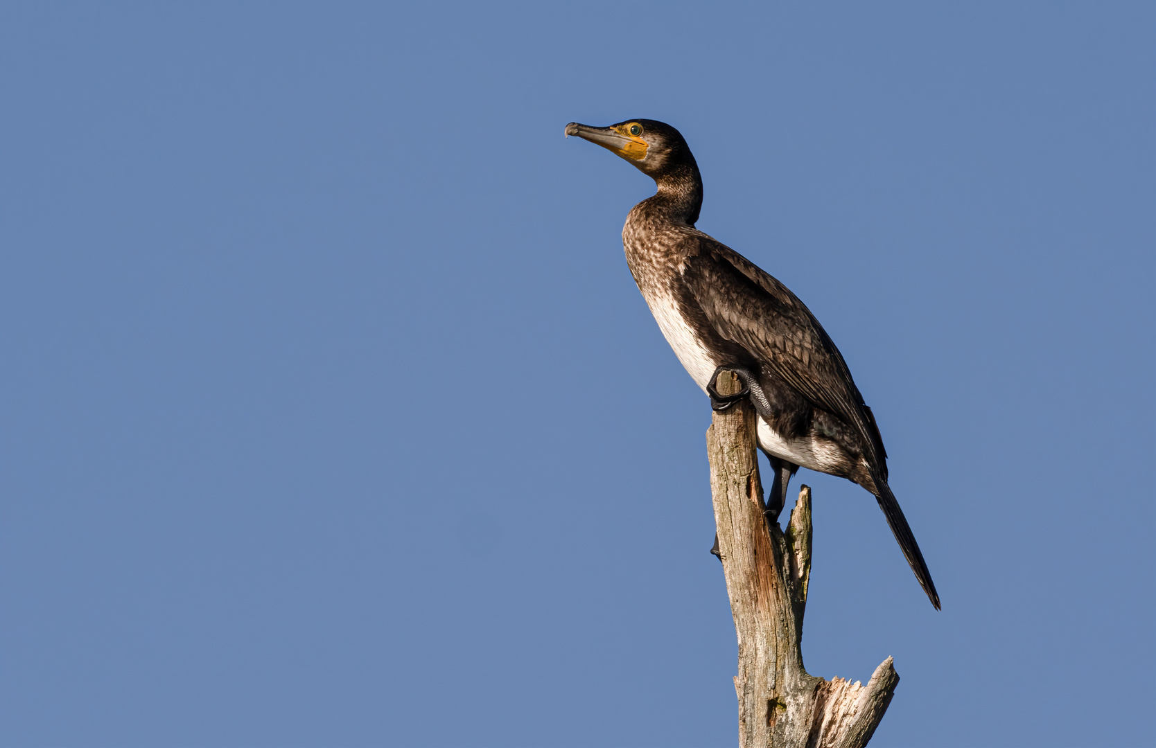 Junger Kormoran