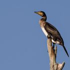 Junger Kormoran