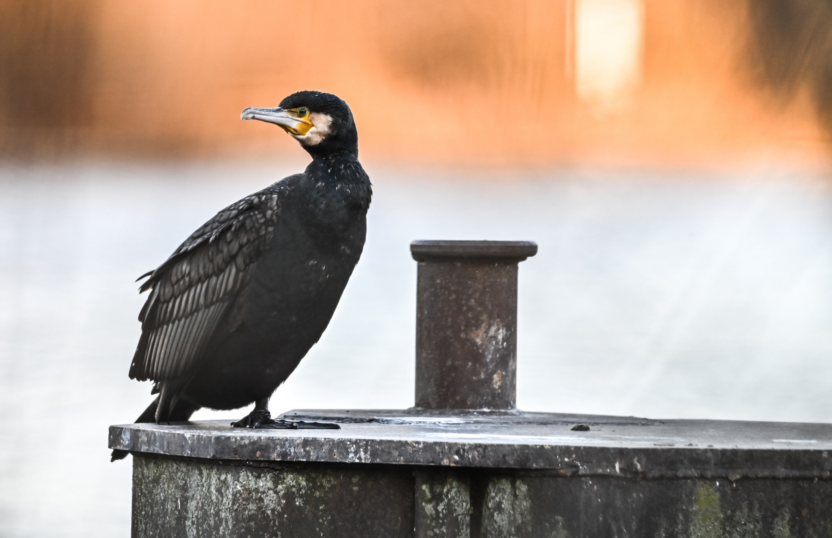 Junger Kormoran auf einem Schiffsanlegepfosten