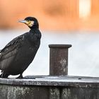 Junger Kormoran auf einem Schiffsanlegepfosten