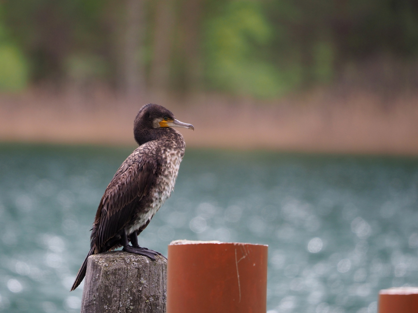 junger Kormoran