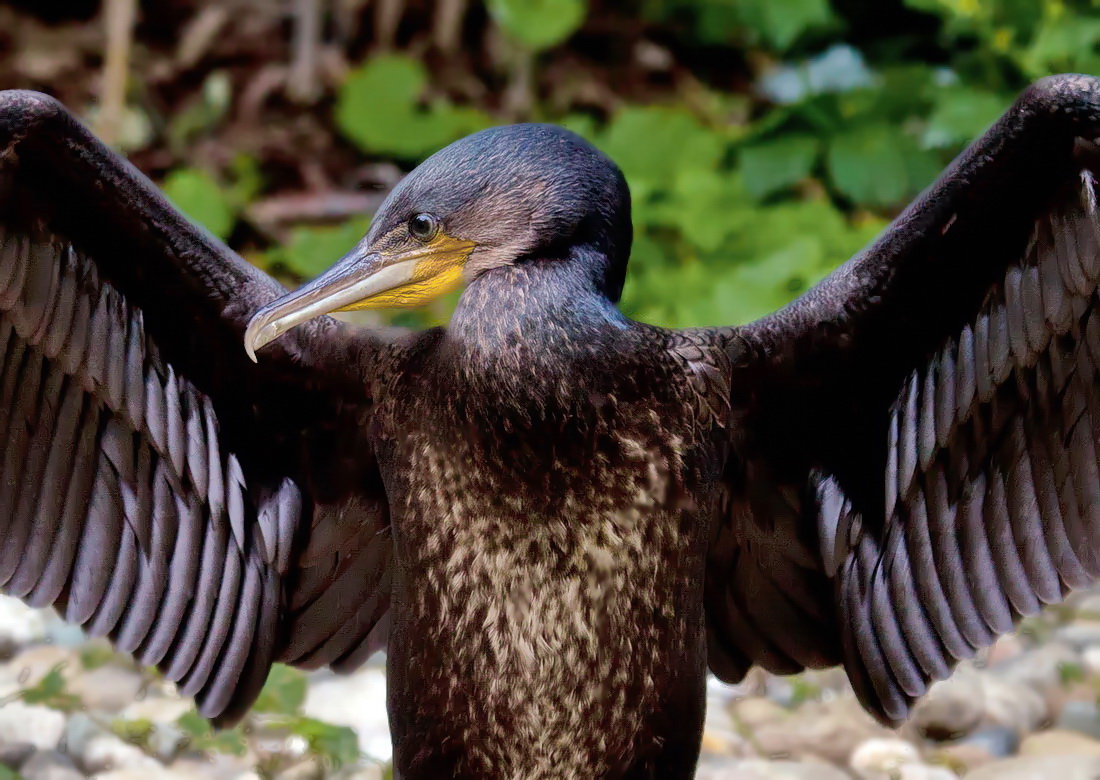 Junger Kormoran