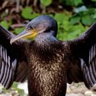 Junger Kormoran