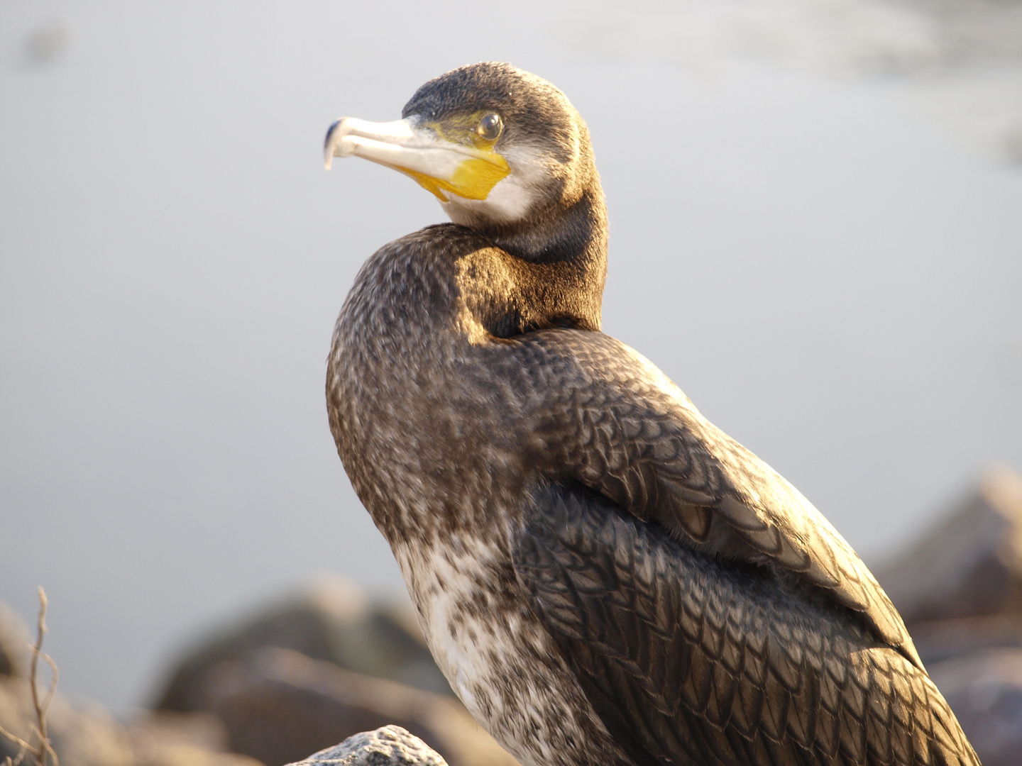 junger Kormoran