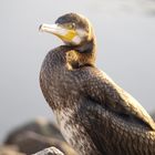 junger Kormoran