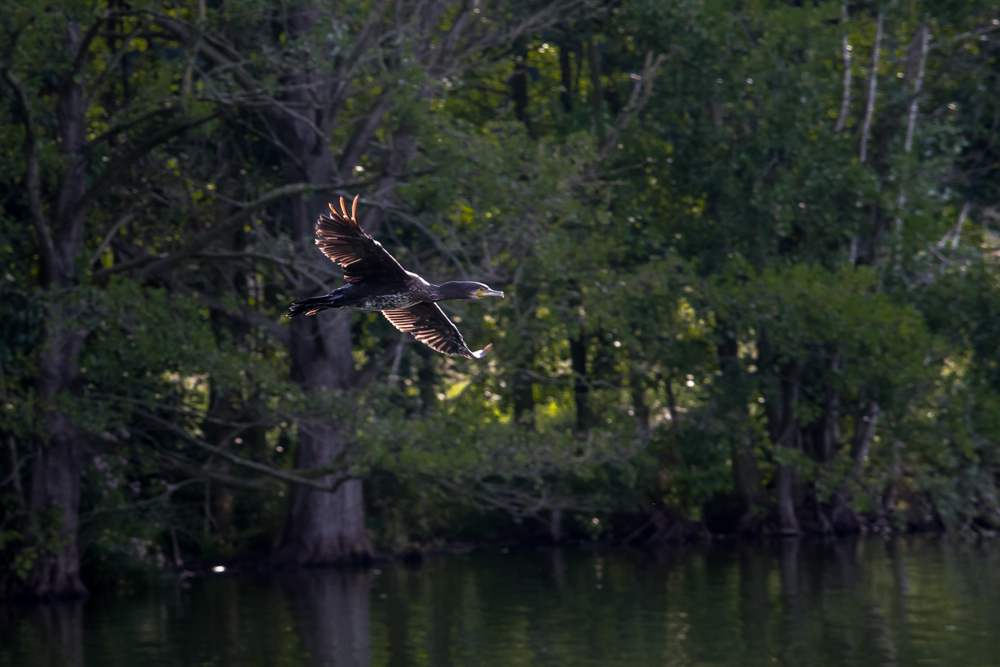 junger Kormoran im Abendlicht