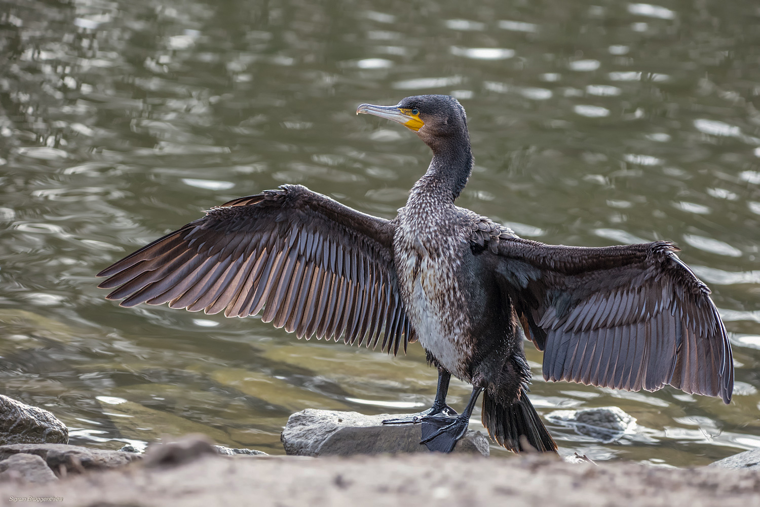 Junger Kormoran (neu bearbeitet)