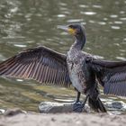 Junger Kormoran (neu bearbeitet)