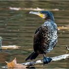 Junger Kormoran  (Phalacrocorax carbo)