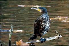 Junger Kormoran  (Phalacrocorax carbo)