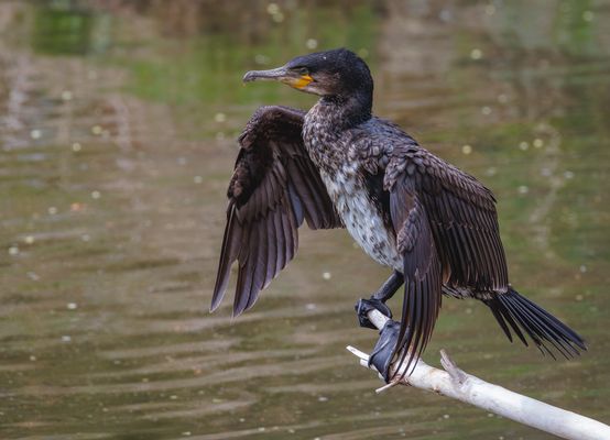 Junger Kormoran (Phalacrocorax carbo)