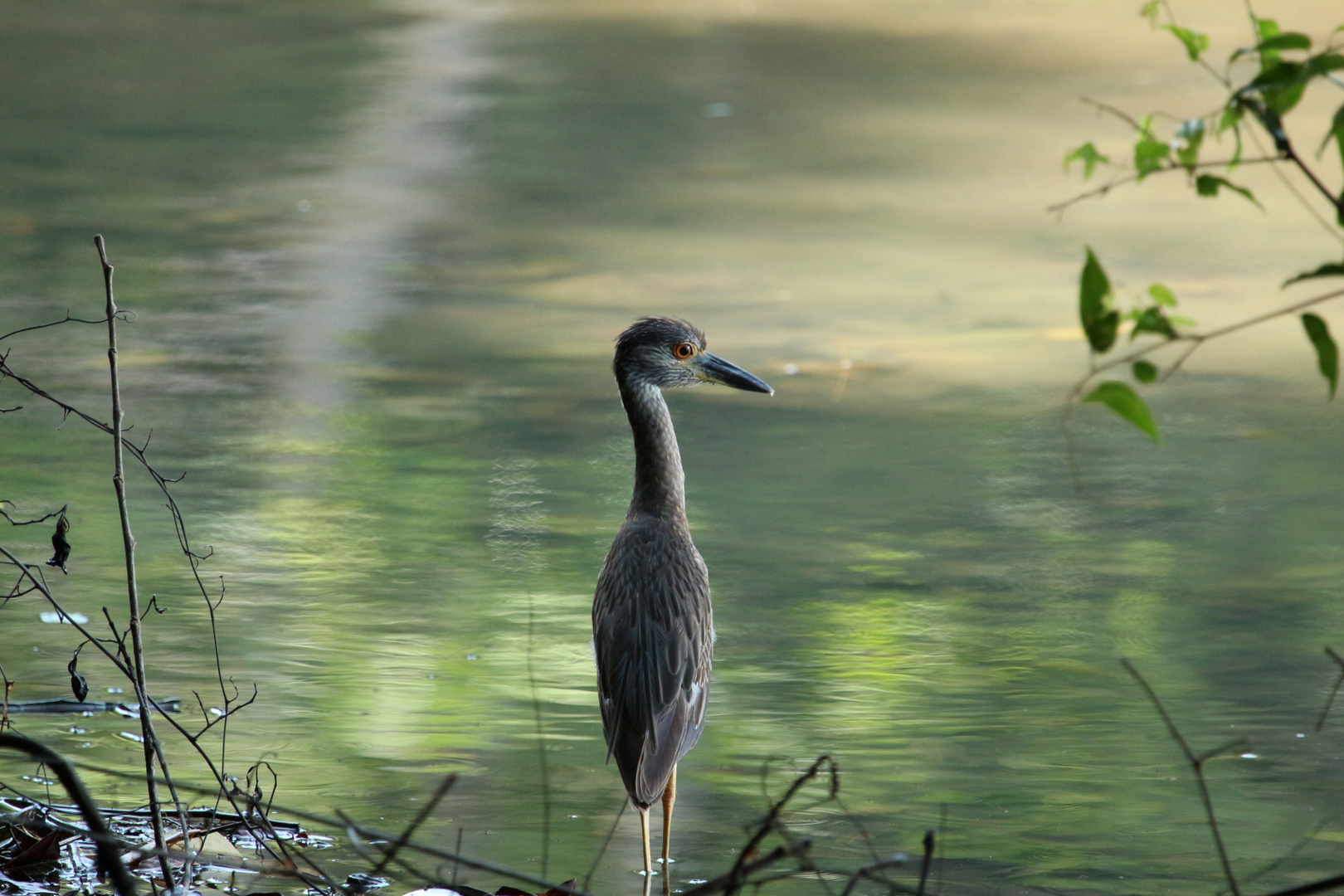 Junger Krabbenreiher (Nyctanassa violacea)