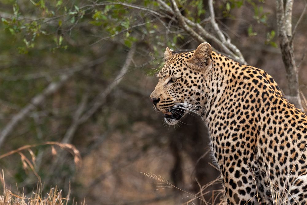 Katze Afrika Katze Afrika
