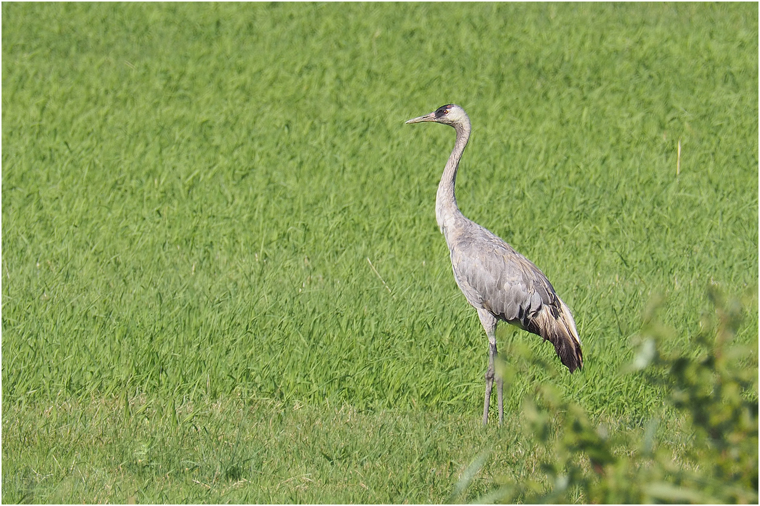 Junger Kranich (Grus grus)