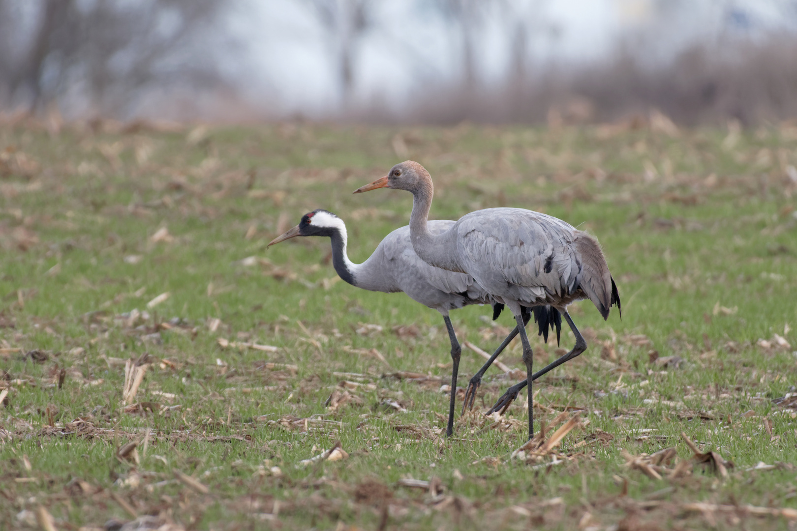 junger Kranich mit Altvogel 