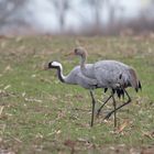 junger Kranich mit Altvogel 