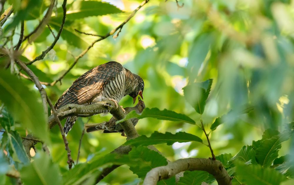 Junger Kuckuck (Cuculus canorus)