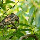 Junger Kuckuck (Cuculus canorus)