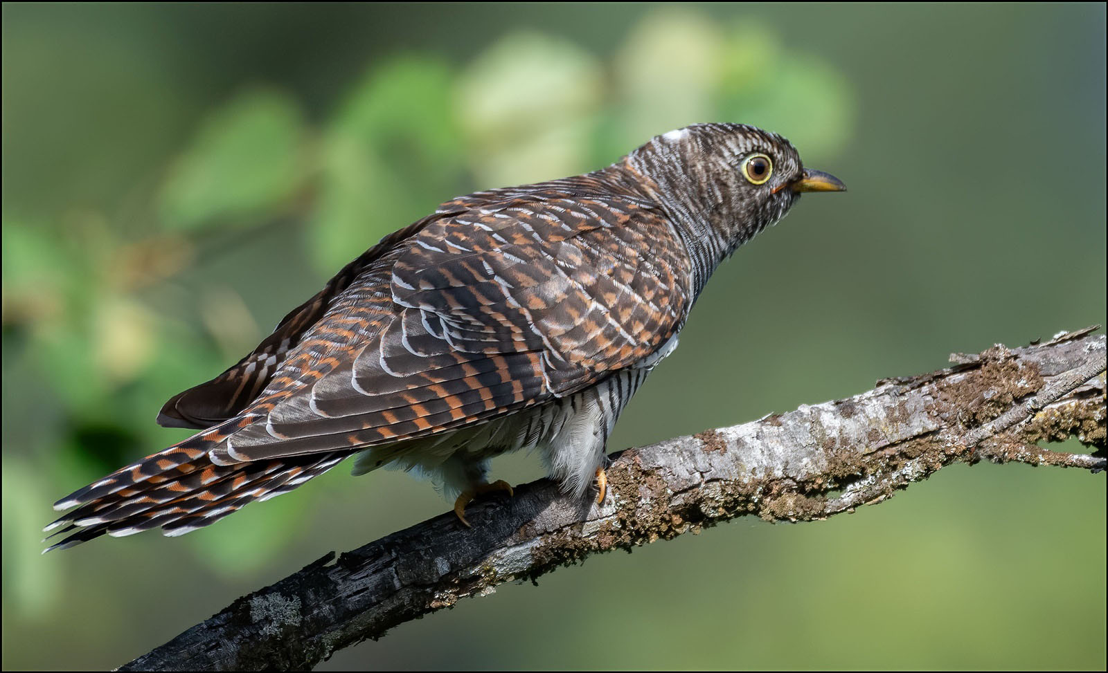 Junger kuckuck. (Cuculus canorus)