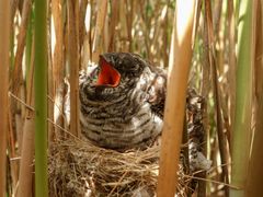 Junger Kuckuck im Teichrohrsängernest