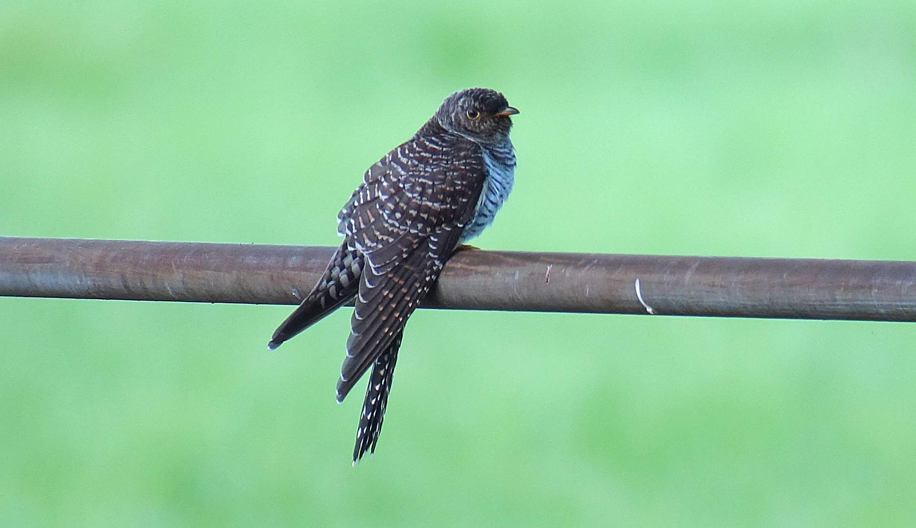 Junger Kuckuck, Kaltbrunner Riet, Juni, Digiscoping